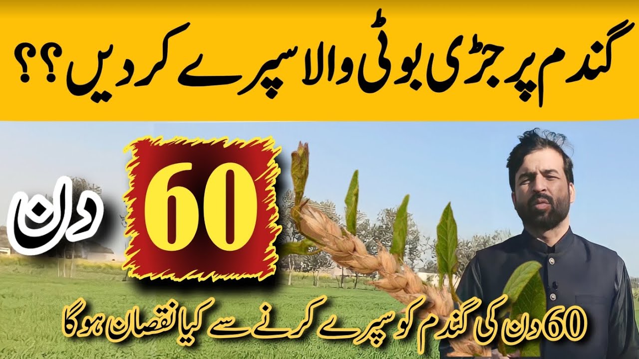 Herbicide used in wheat after 60 days | 
