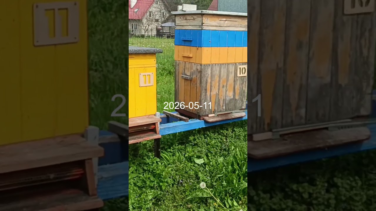 Oblot młodej matki 2026-05-11 cz2