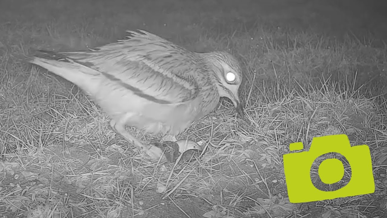 First glimpse of newly hatched rare stone curlew chicks
