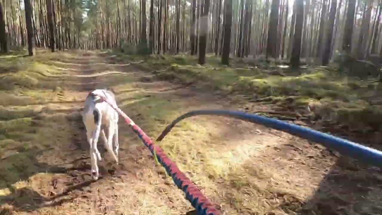 Zughunderennen Apenburg 2025, Tag 1