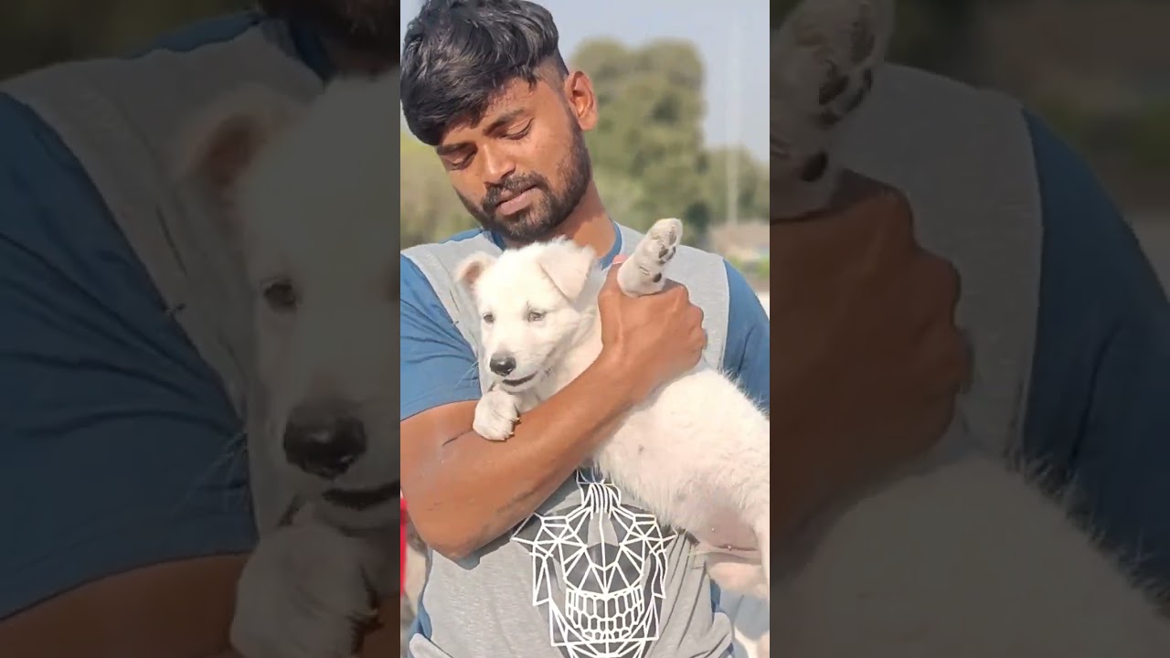 WHITE GERMAN SHEPHERD 🐶 Swiss Shepherd|GROOT