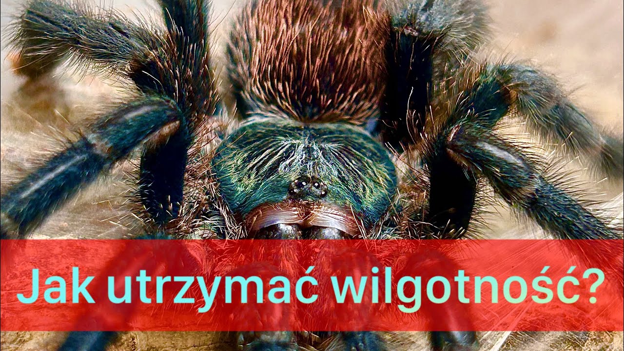 JAK UTRZYMAĆ WILGOTNOŚĆ W TERRARIUM? | Spiders_lab