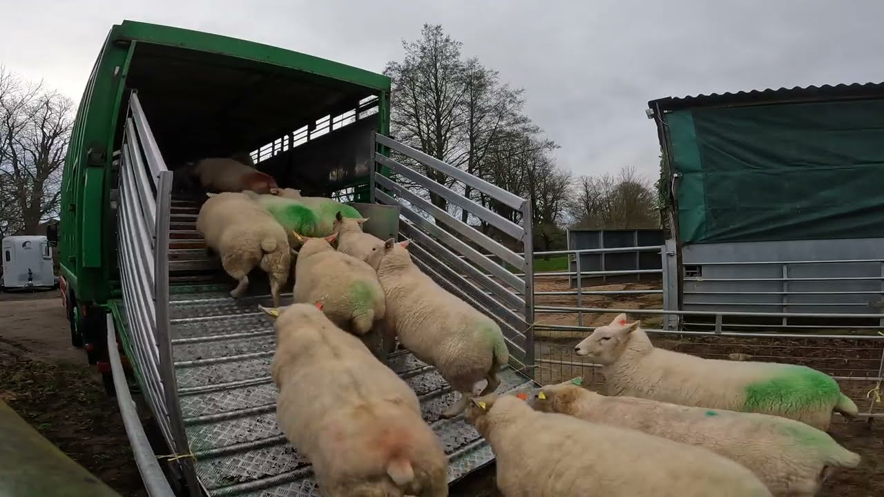Woolly Express Pt1