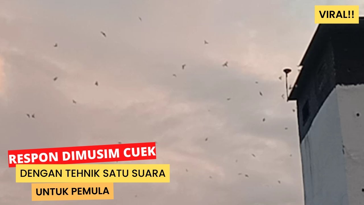 respon walet dimusim cuek dengan tehnik satu suara di lmb, lar, dan tarik dalam