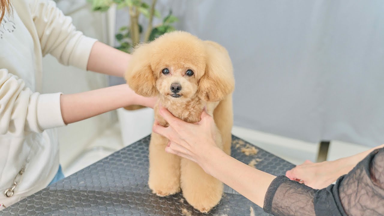 立てなくなっちゃったので、二人がかりでトリミングしました！