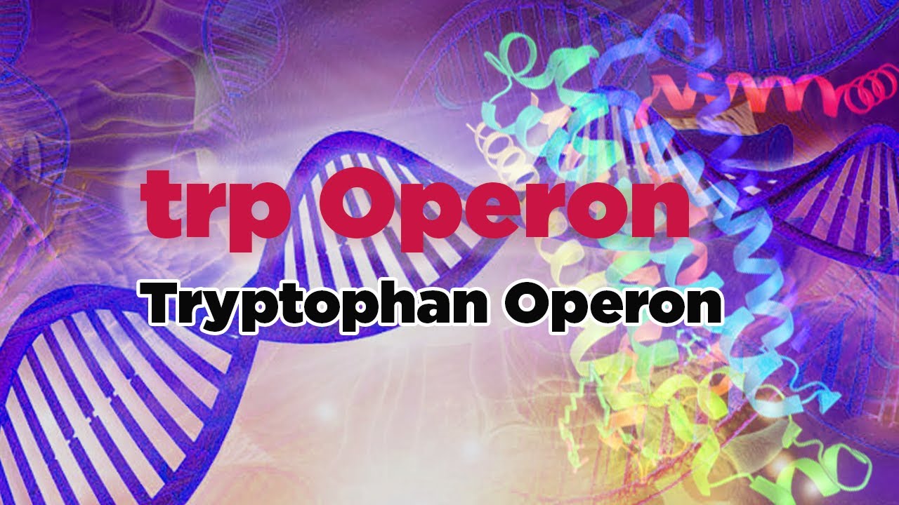 trp Operon | Tryptophan Operon