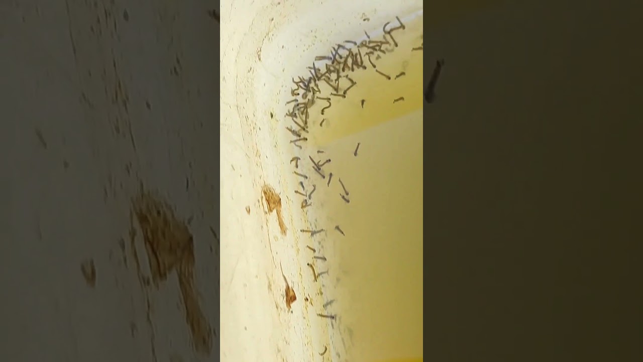 Mosquito larvae, the best fighter food that does not require any cost #asia #fish #fighterfish