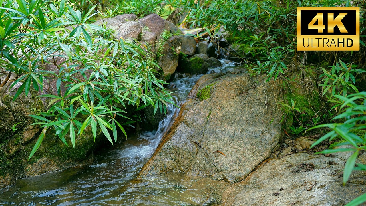 The soothing sounds of the forest, The gentle murmur of the flowing stream, Birdsong | ASRM