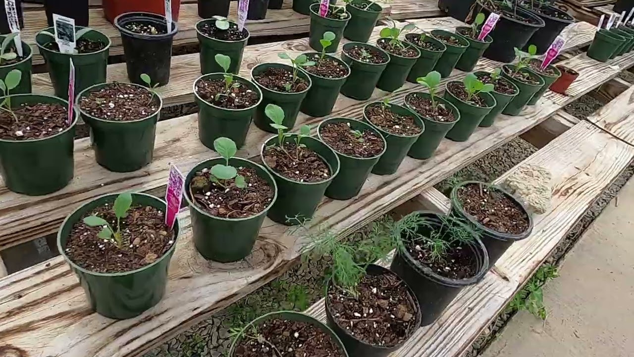 KHMER GARDEN USA GARDEN | GREEN HOUSE PLANTS AND VEGETABLES