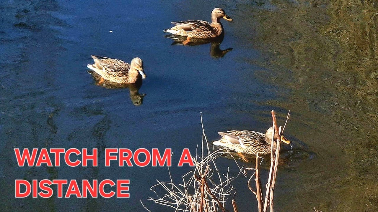 Wildlife Up Close: Why Are Ducks So Skittish? Ep.6