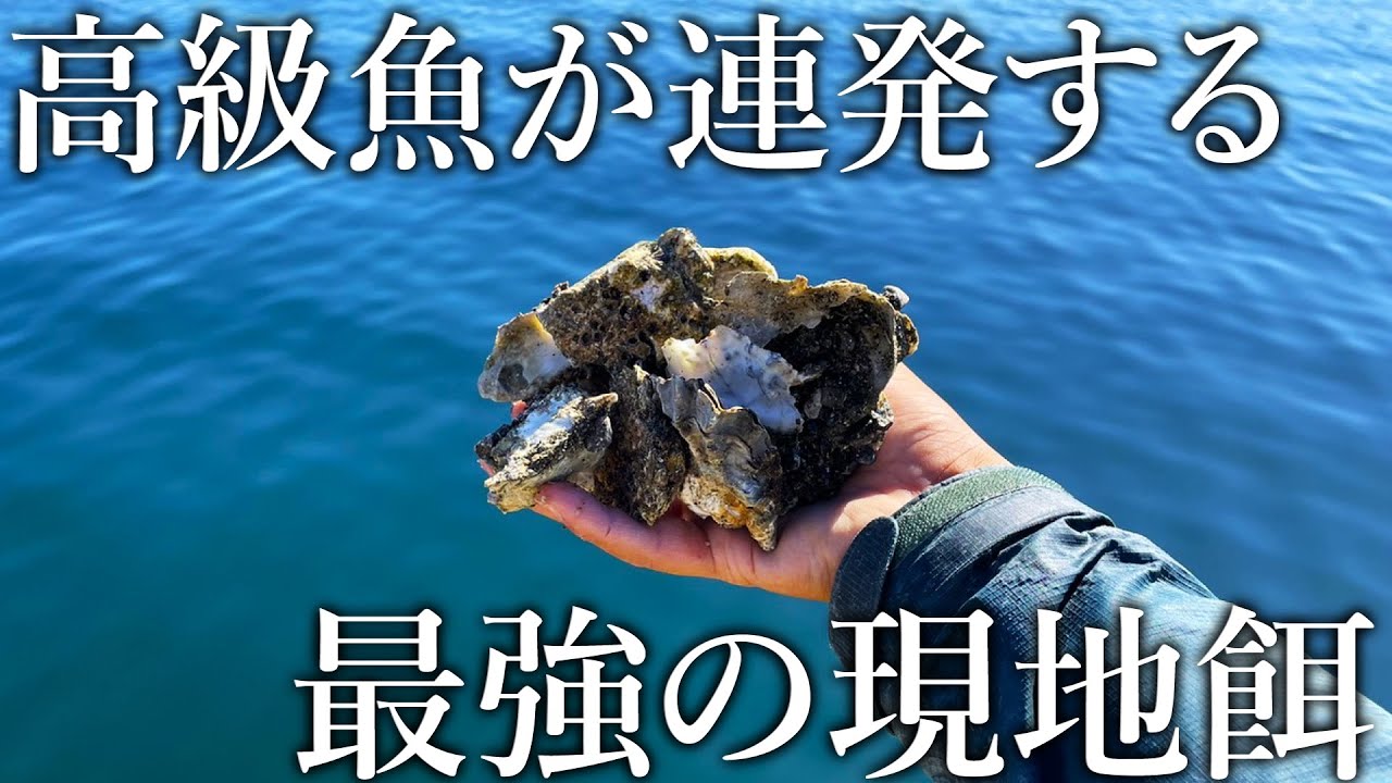 漁港に群生する牡蠣で巨大なカワハギや高級魚が釣れすぎる…