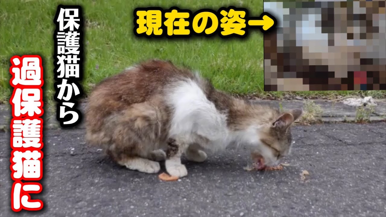 山に捨てられ瀕死の猫…今では保護猫から過保護猫になりました