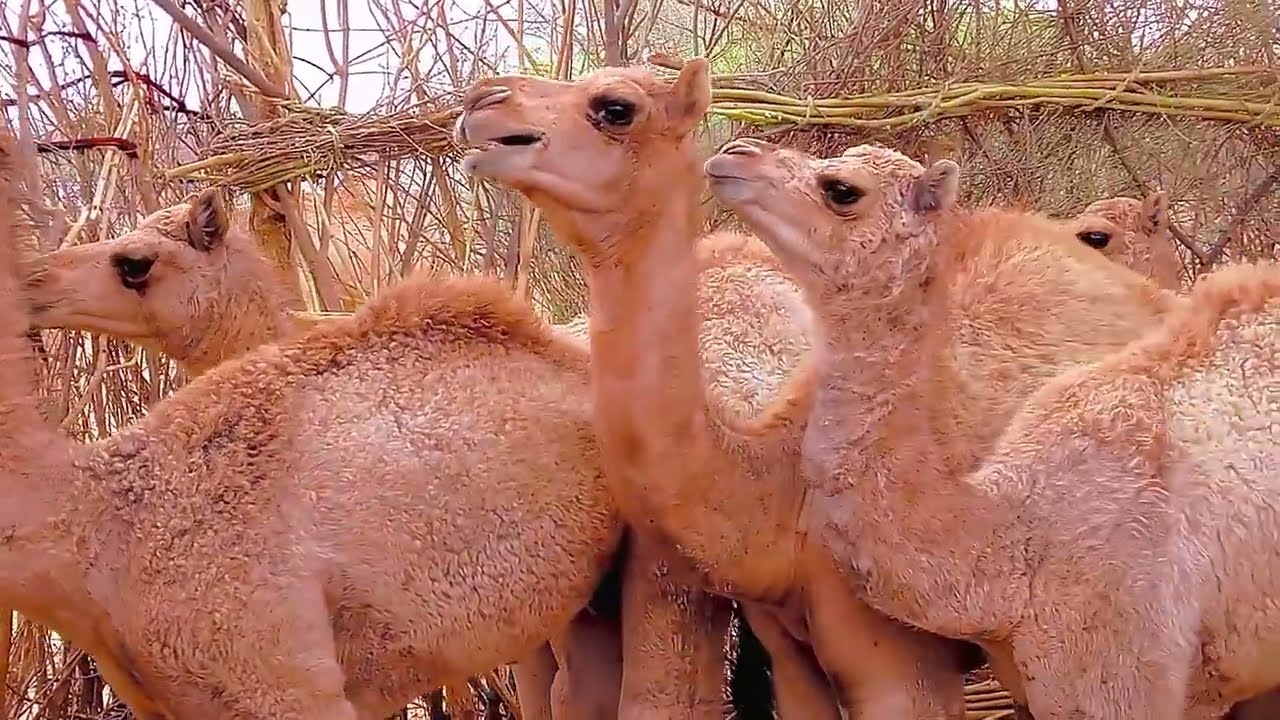 camel baby happy mood 😘😘😘