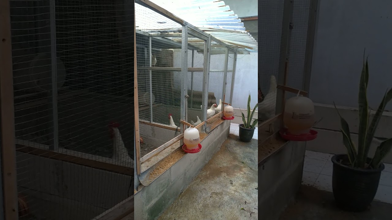 Ayam Elba (Ayam kampung petelur unggulan) produksi telur 300 butir per tahun per ekor Wooww 😀
