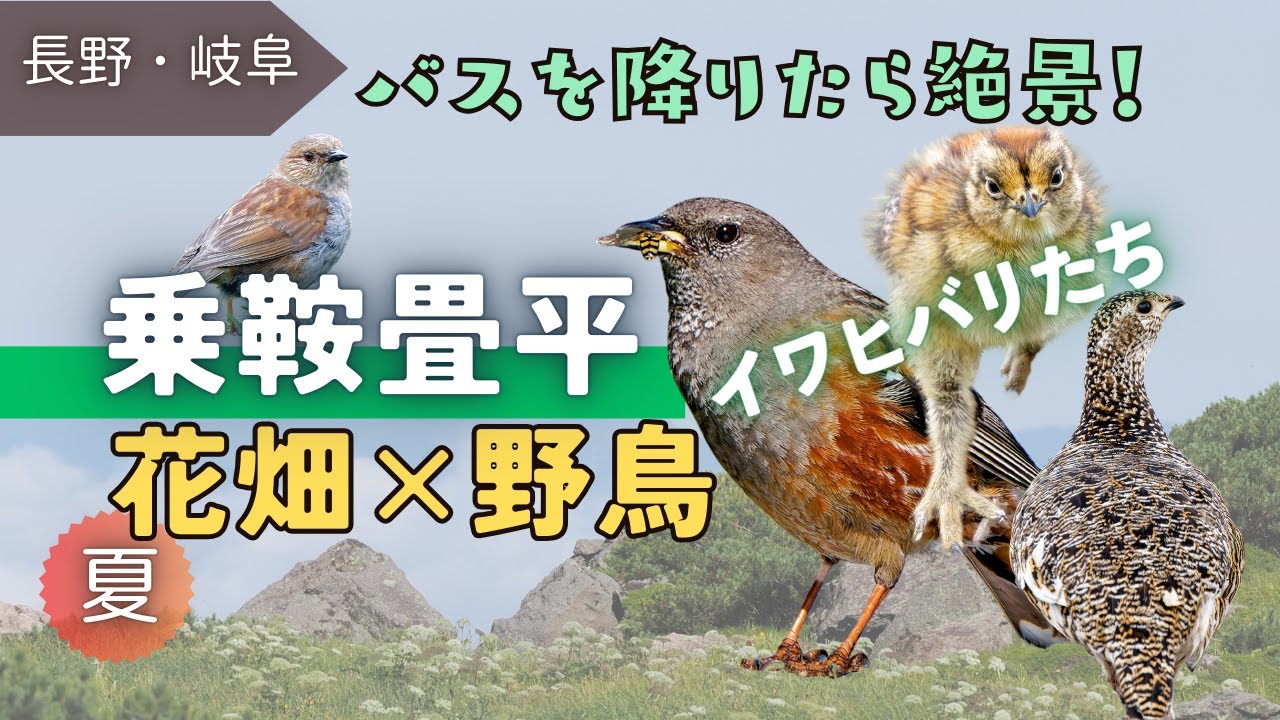 【野鳥観察】お花畑のイワヒバリやカヤクグリ・ライチョウたち｜夏の乗鞍畳平