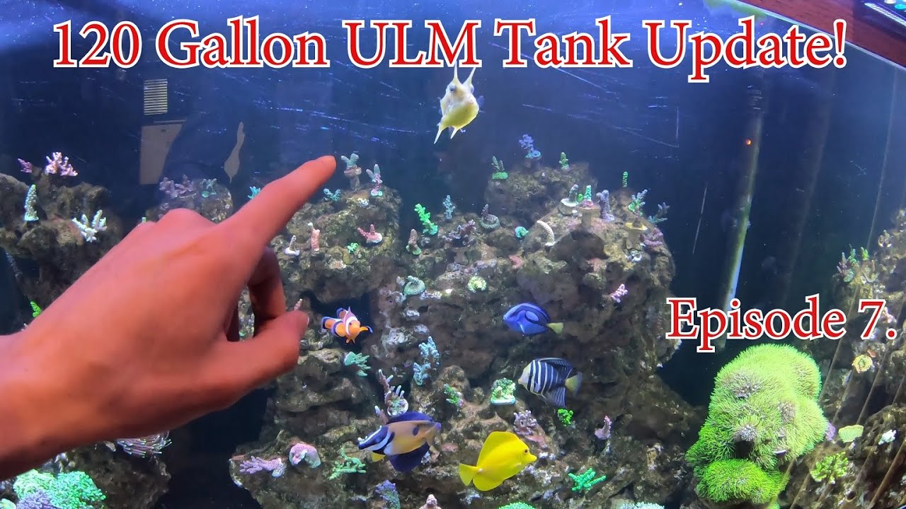 Episode 7. Ultra Low Maintenance (ULM) Saltwater Mixed Reef Tank Livestock Update!