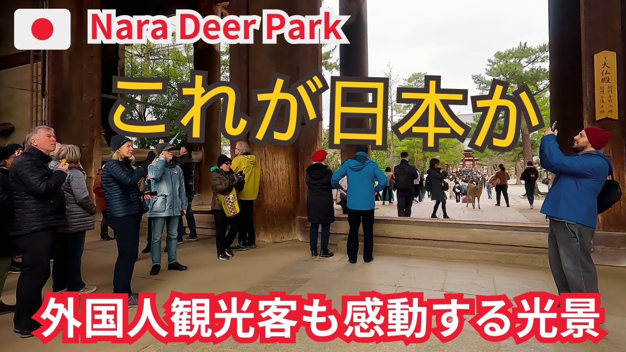外国人観光客も感動する光景 奈良公園 これが日本か | NARA PARK JAPAN