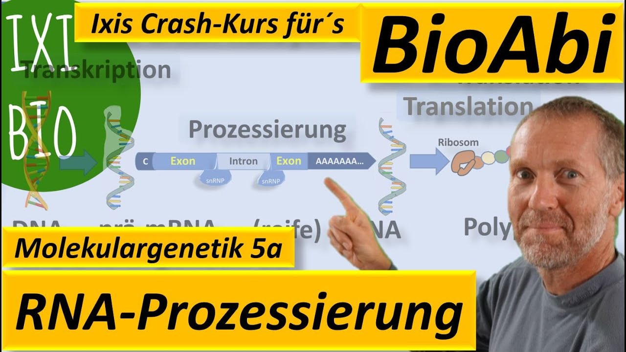 Prozessierung mRNA - Reifung mRNA - Splei&szlig;en, Splicing (pr&auml;-mRNA zu reifer mRNA) - Transkription 4