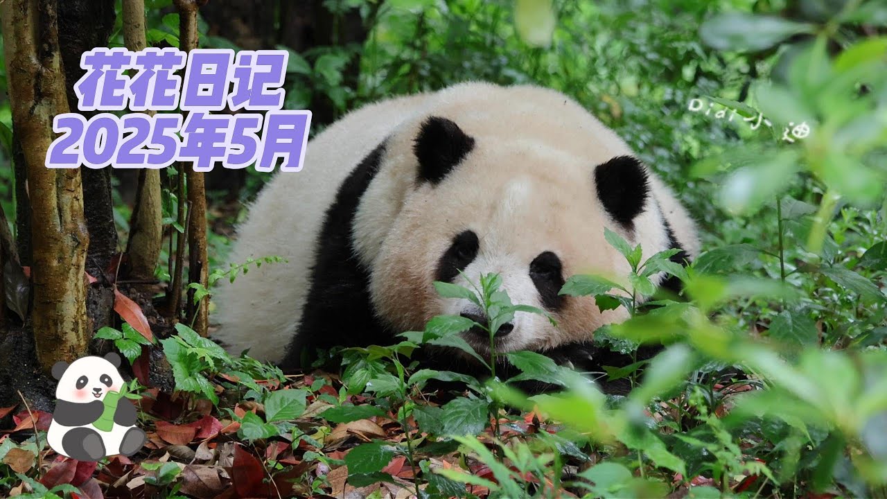 【花花日记】今天是花花独享日记，不过结尾有两姐妹“打架”视频哦~