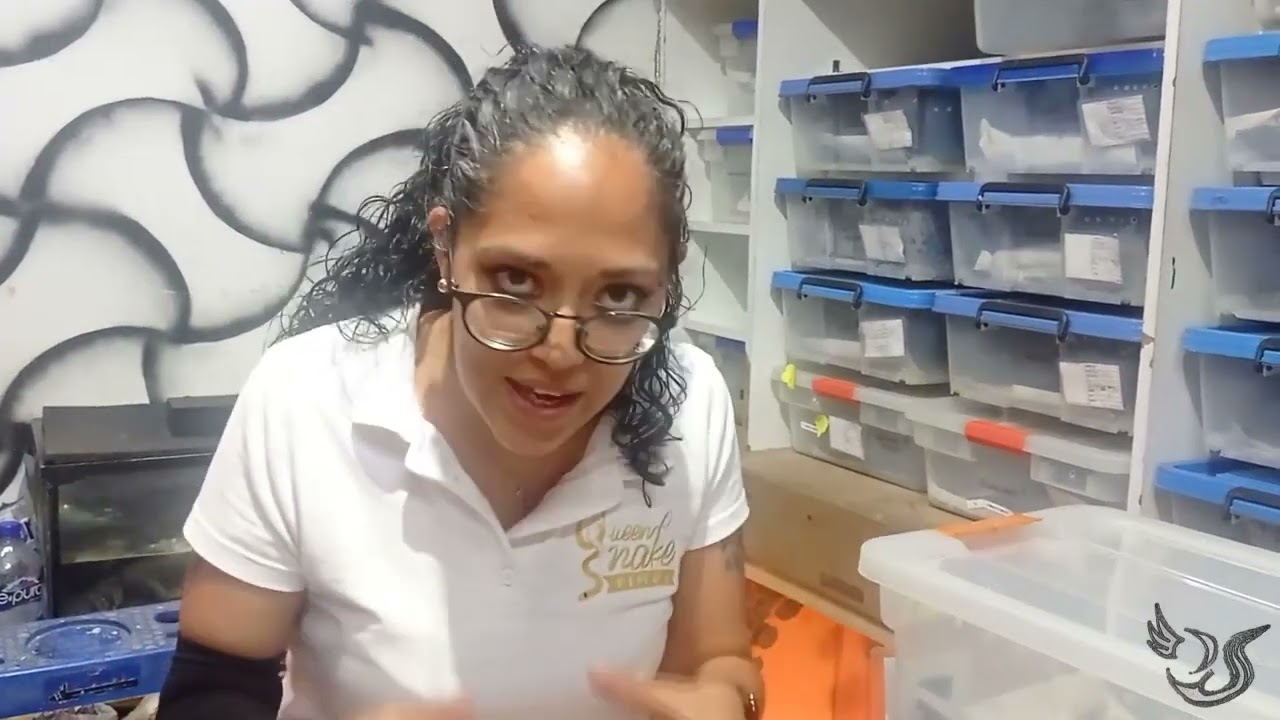 SERPIENTE NEGRA MEXICANA "QUEN SNAKE PIMVS"