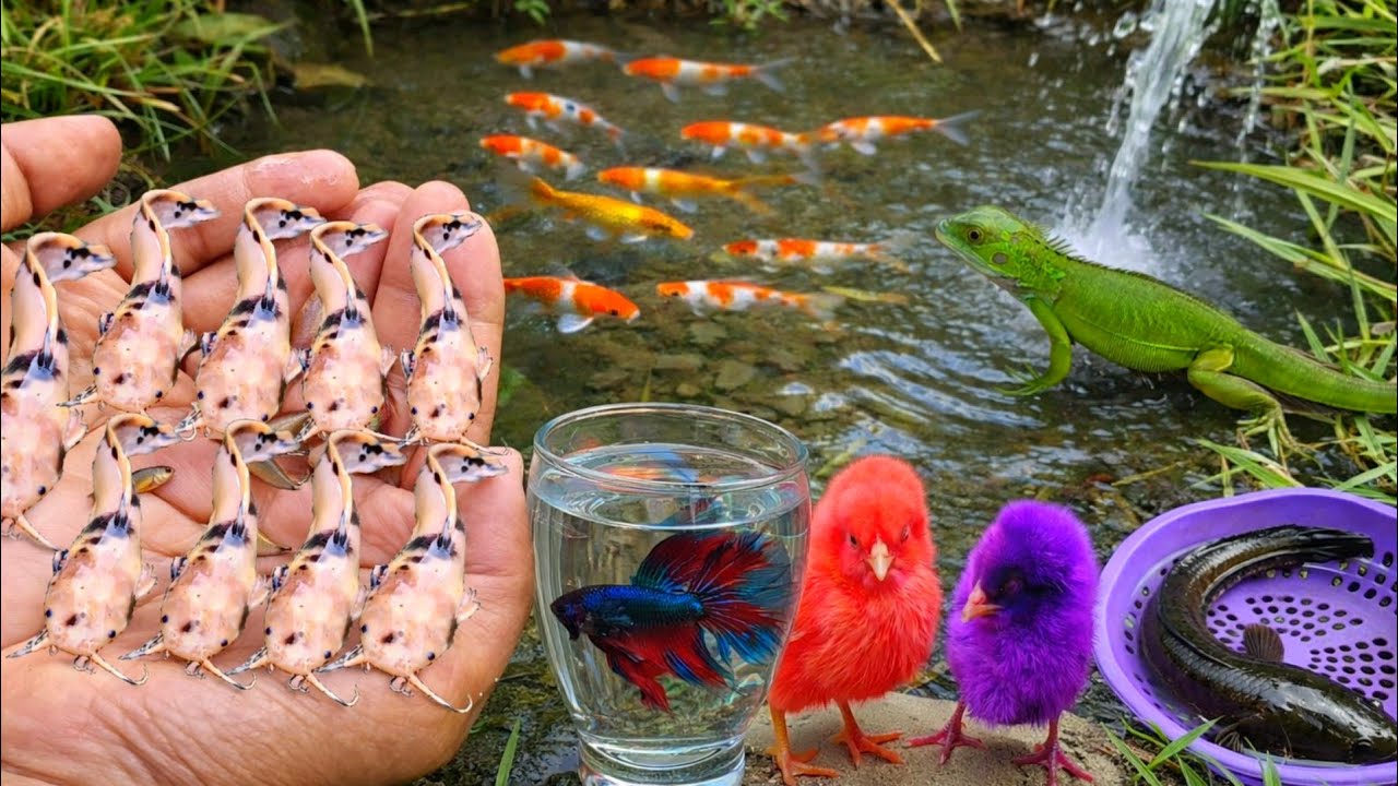Wow! Serok ikan lele warna-warni, ikan cupang, ikan mas koi, dan ayam warna-warni, iguana ikan gabus