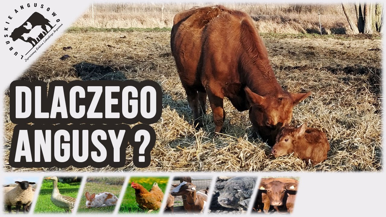 Lubuskie Angusowo - S2 E54  - Dlaczego wybrałem rasę Angus