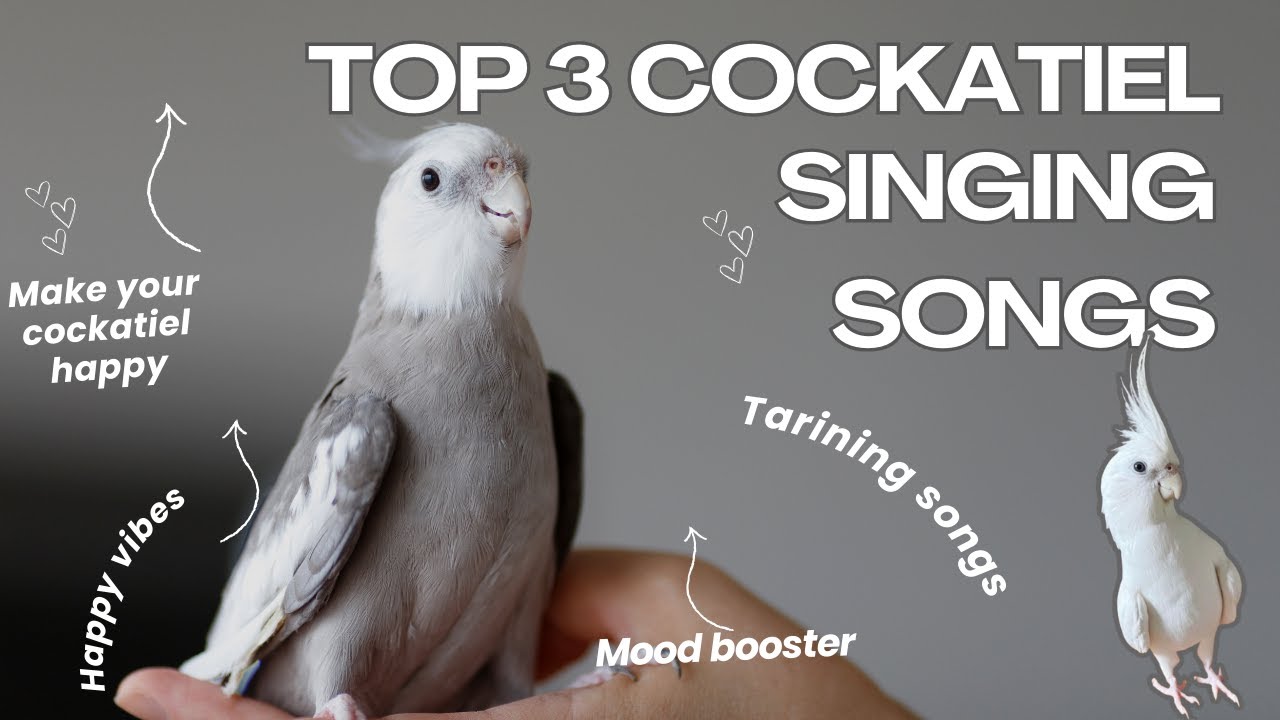 Top 3 Cockatiel Singing Songs 🎵 | Train Your Cockatiel to Sing Fast