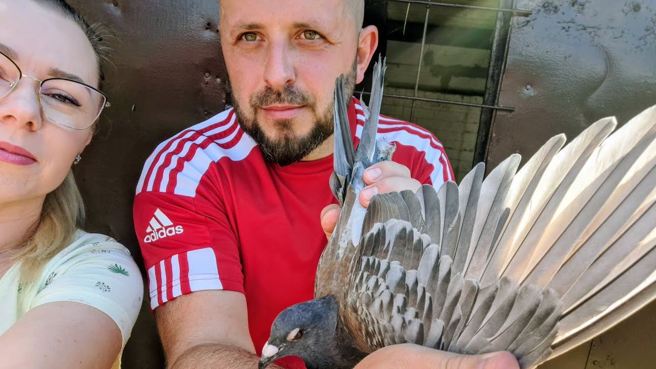 Nie widzieliśmy nigdy takiego gołębia pocztowego. PZHGP odział PŁOTY dzwonimy 😀