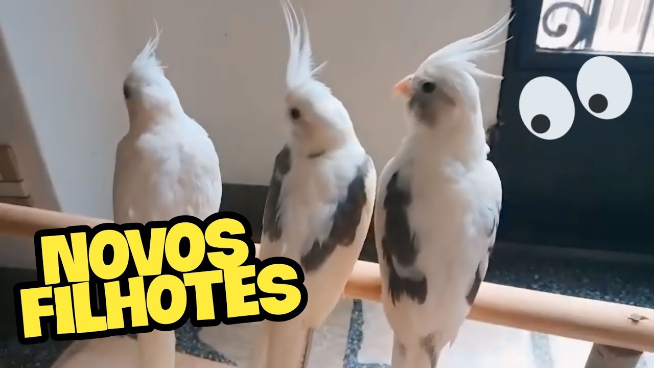 FILHOTES de CALOPSITAS LIBERADOS  #calopsita #aves #calopsitamansa