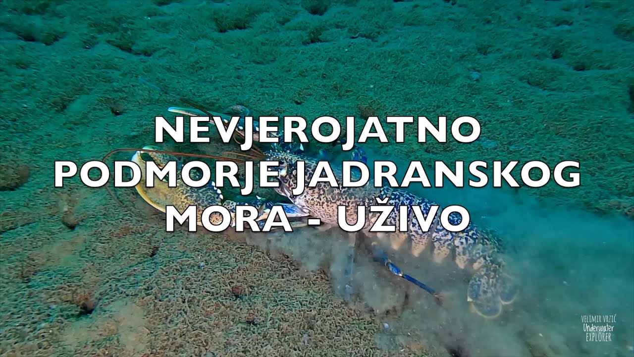 PODMORJE JADRANSKOG MORA - DANAS