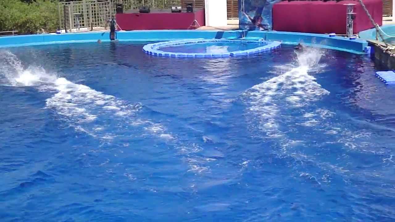 Oceanográfic Valencia. Exhibición delfines