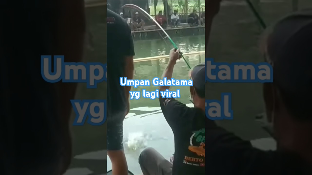 UMPAN JITU GALATAMA LELE #shorts #galatama
