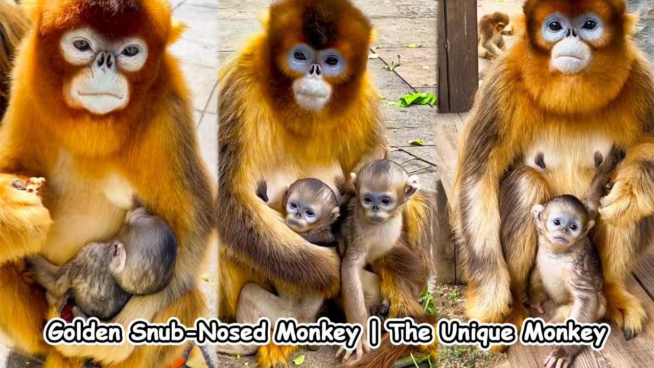Golden Snub-Nosed Monkey is the most beautiful and gentle monkey on the planet