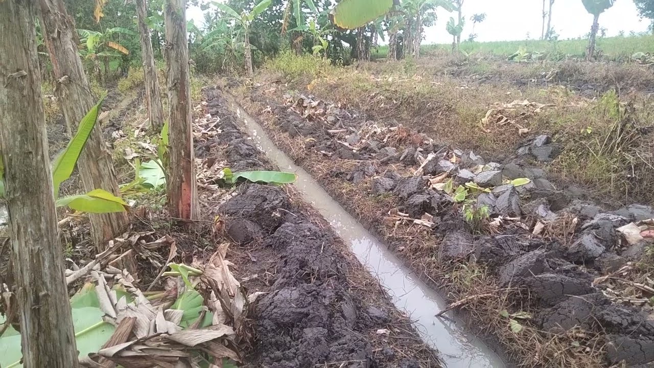 CARA MUDAH TANAM PISANG DI LAHAN RAWA RAWA YANG SERING KENA BANJIR.