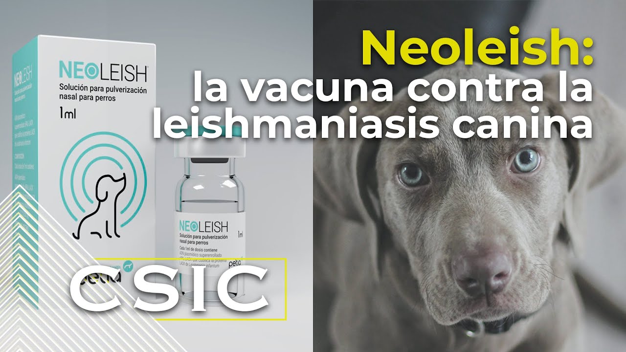 Neoleish, la vacuna contra la leishmaniasis canina