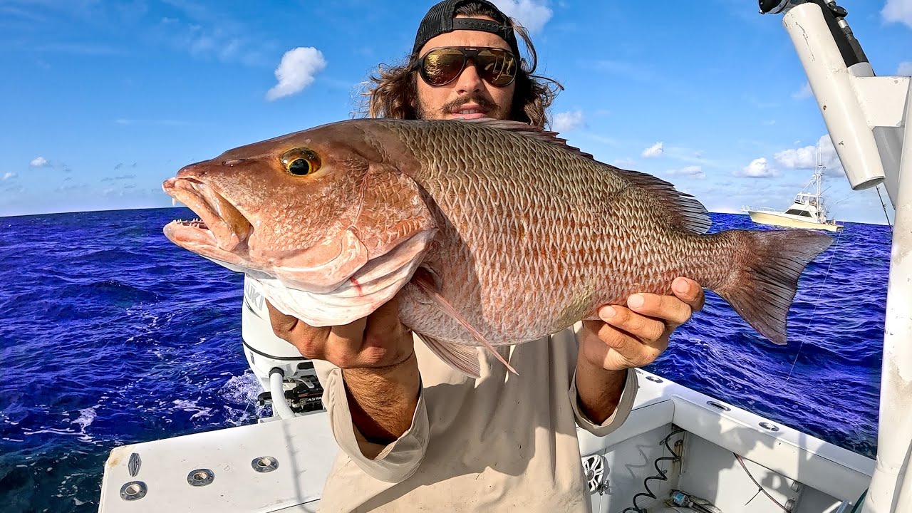 XL Mangrove Snapper on live bait! Catch Clean Cook