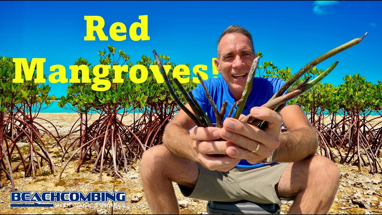 Beachcombing - Red Mangroves