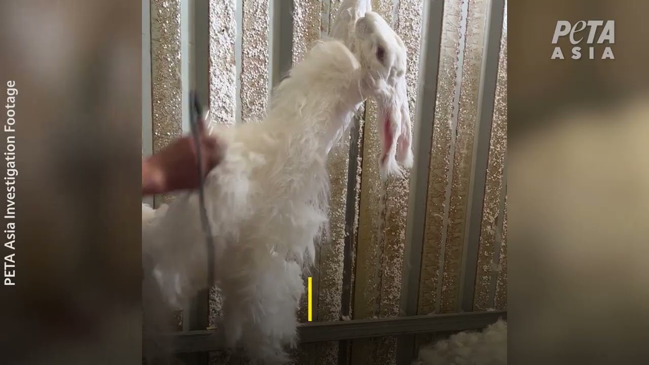 The Cruel Reality of Angora Wool