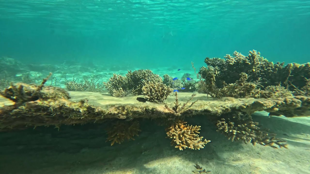 Snorkelling Coral Bay