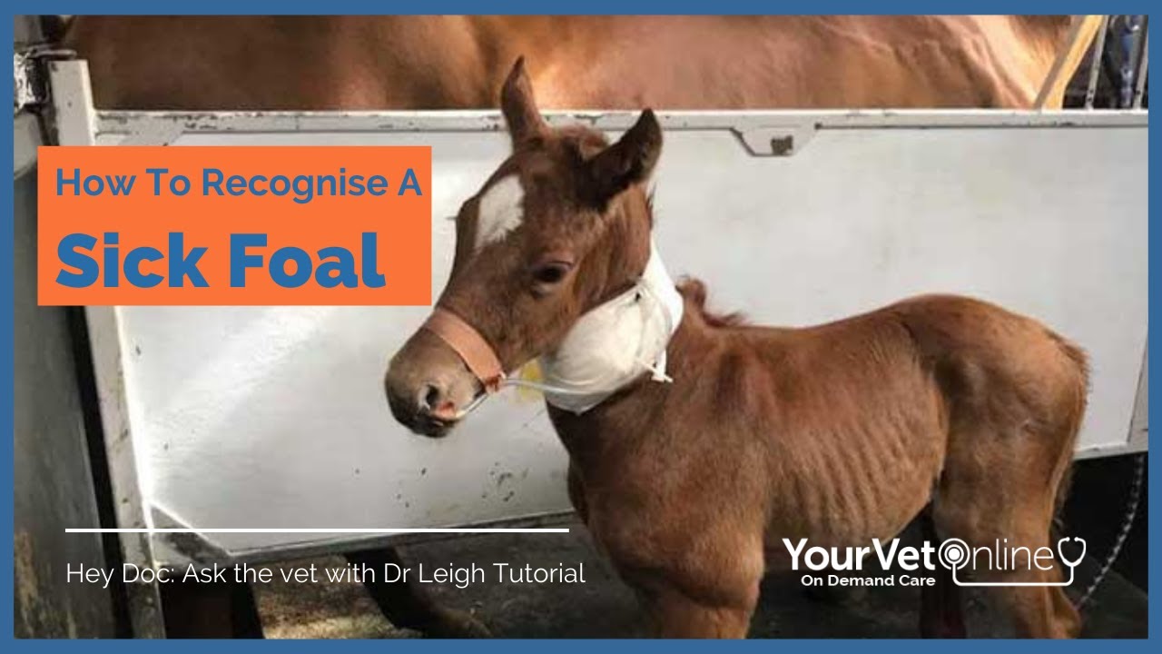 How To Recognise A Sick Foal? Live Tutorial