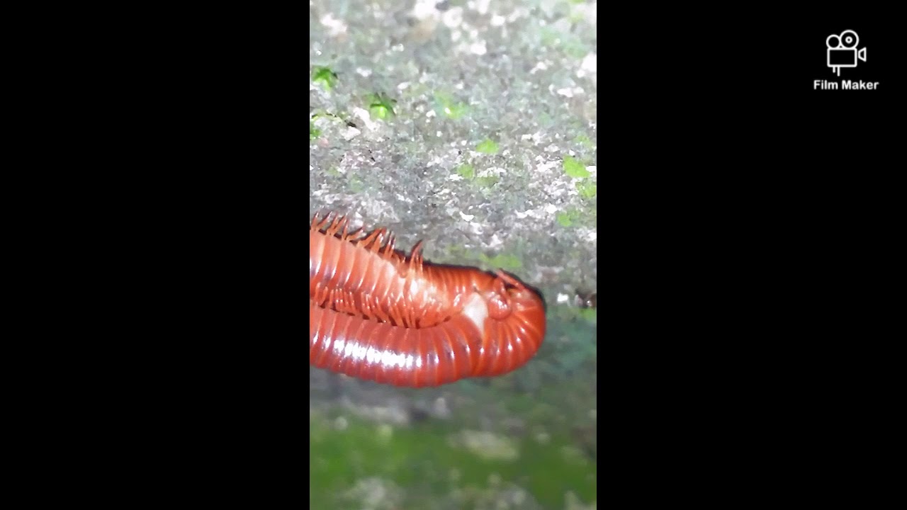 Mating of millipede