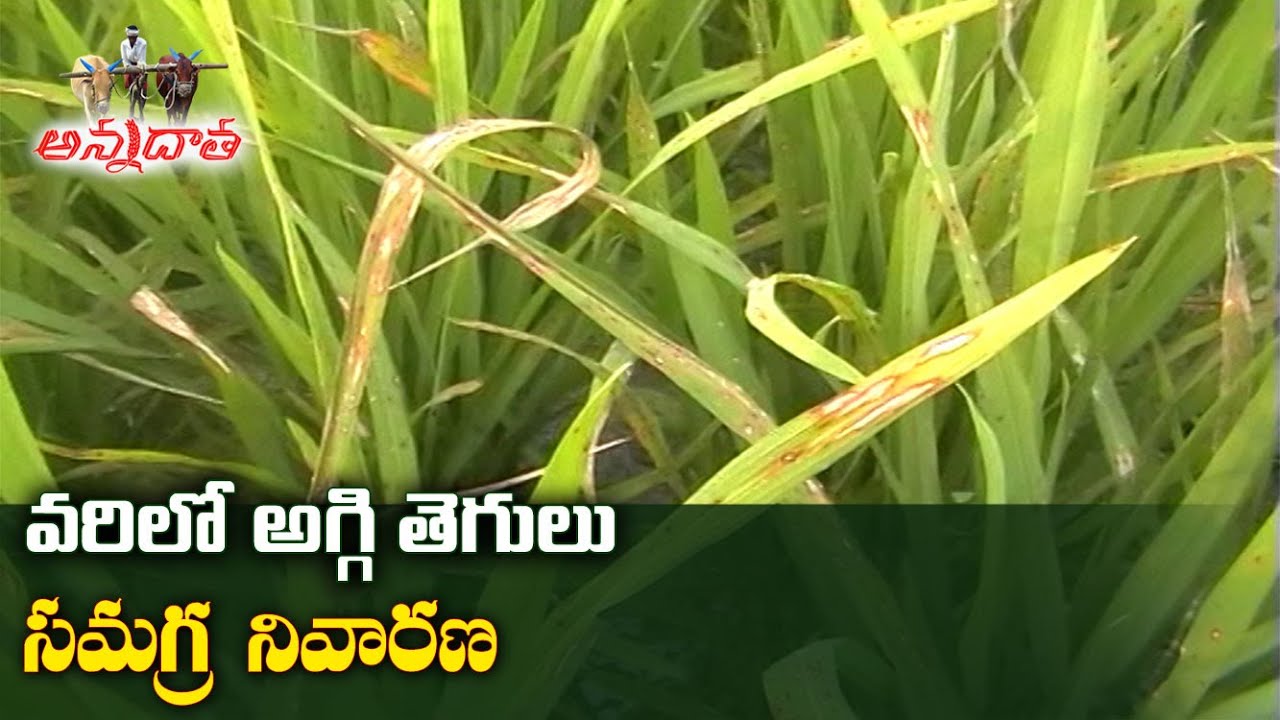 Blast in Rabi Paddy | వరిలో అగ్గి తెగులు