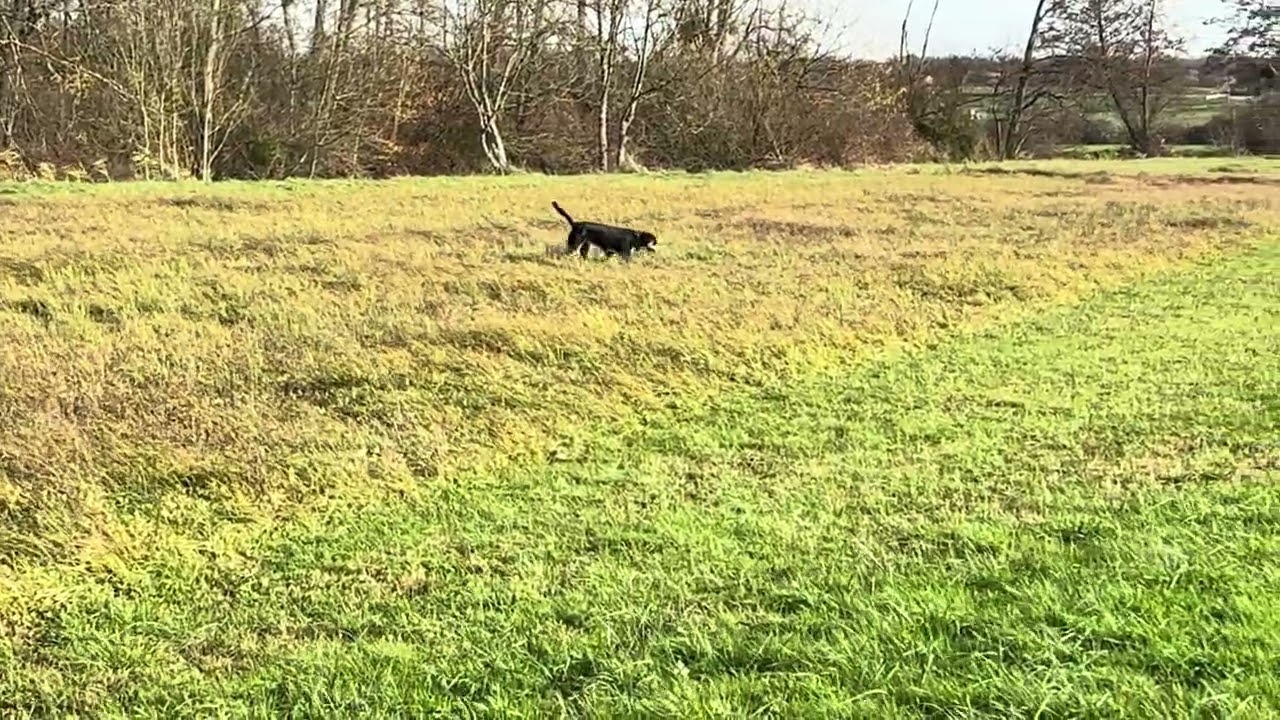 Grosser Schweizer Sennenhund/Grand Bouvier Suisse/Aktionsreicher Spaziergang Promenade riche en acti