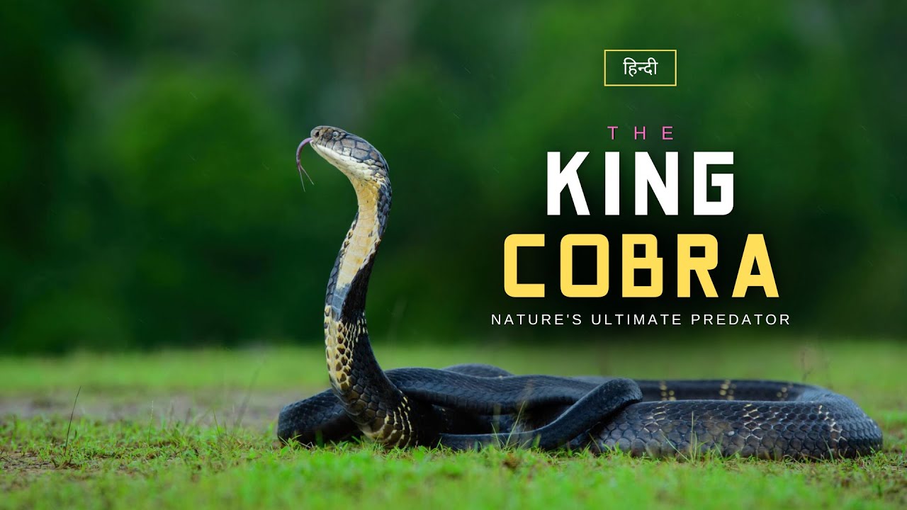 The King Cobra - Nature's Ultimate Predator - [Hindi] &ndash; Infinity Stream