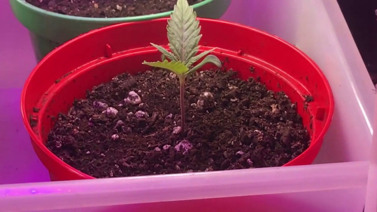Update Cannabis Seedlings  Blue Mountain sativa & Supper critical !