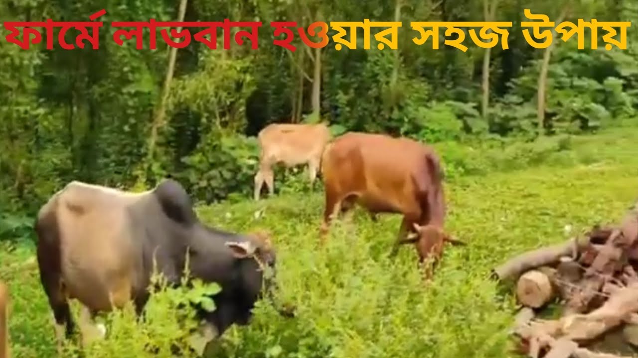 খামারে লাভবান হওয়ার সহজ উপায় 