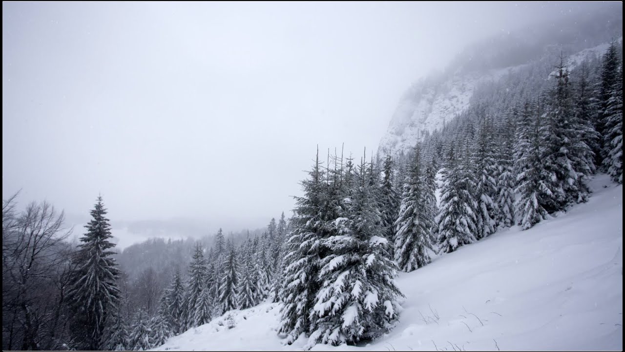 Silent Snowy Hillside ❄️ Winter Forest Stillness | No Music