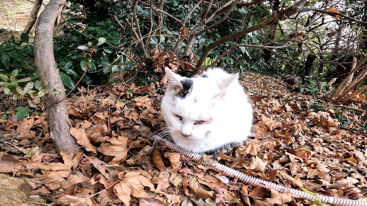 動物虐待絶対反対！