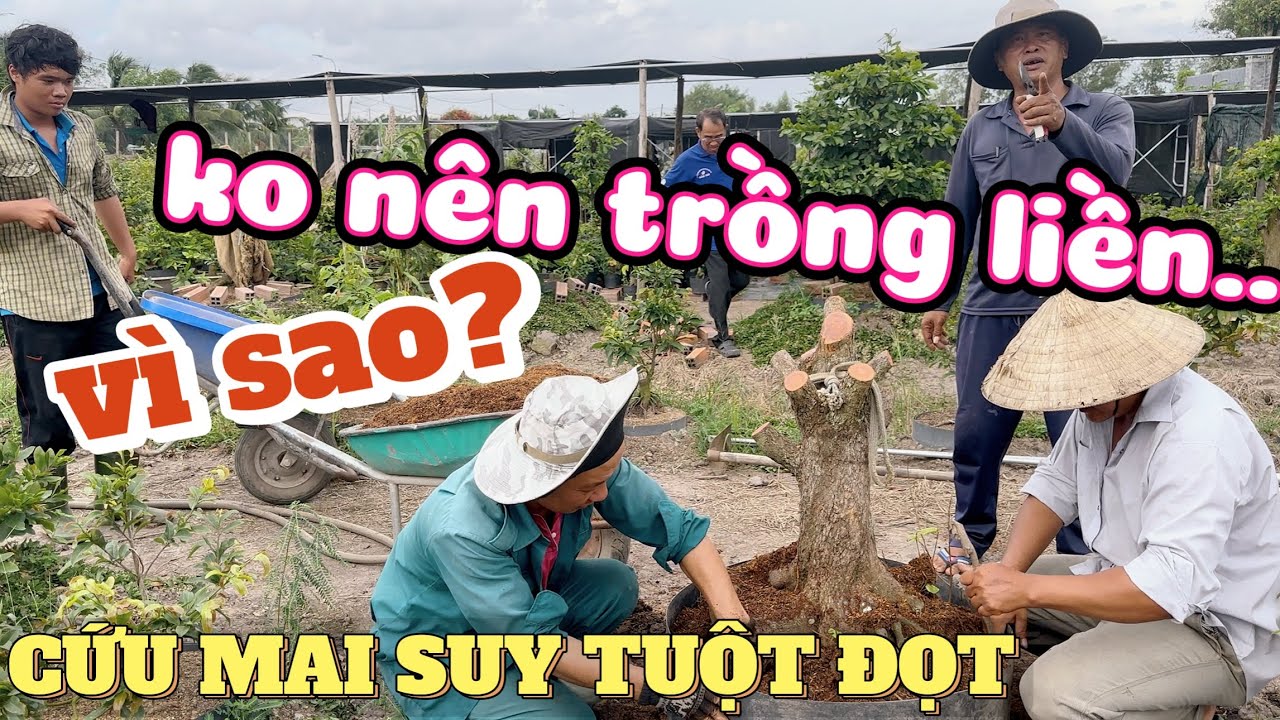 Cứu cây mai tuột đọt, khô nhựa - Vì sao k nên trồng liền sau khi xử lý gốc? Sai lầm ai cũng mắc phải
