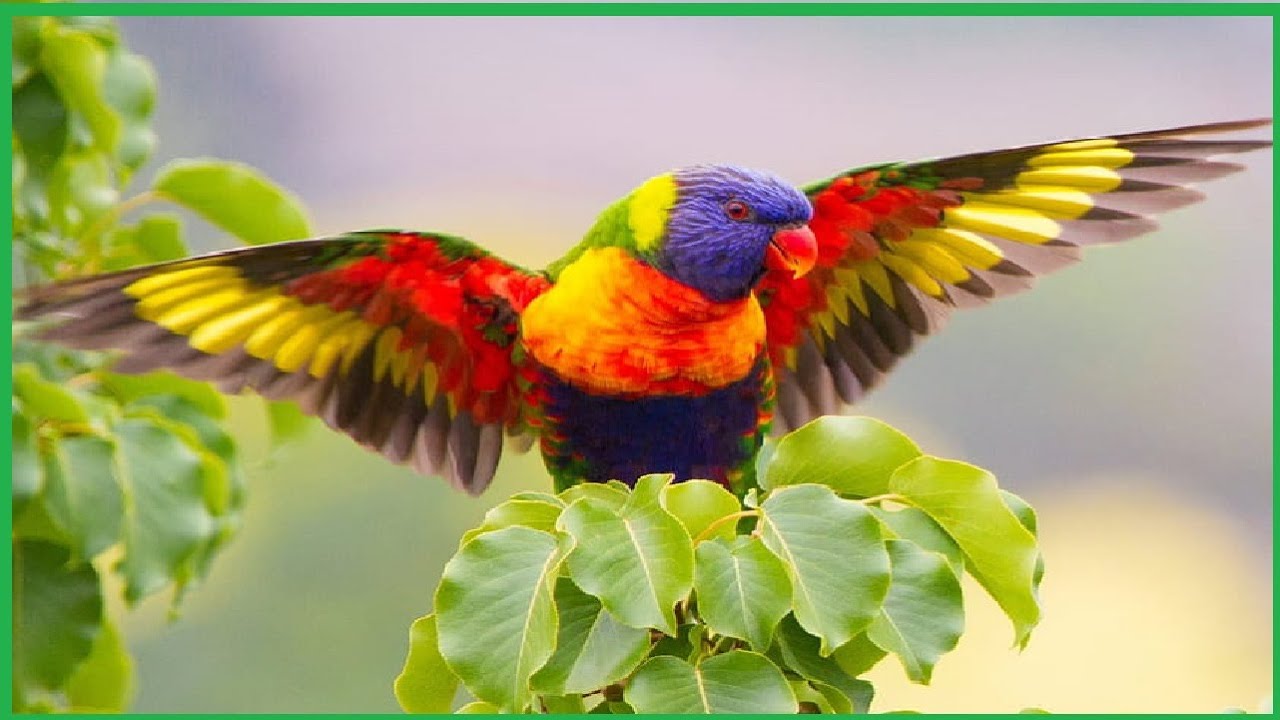 Las 20 Aves Más Bellas Del Mundo